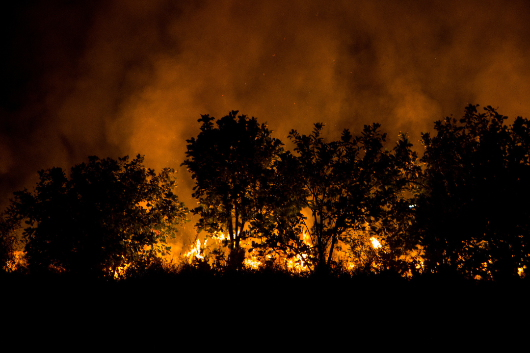 Bushfire